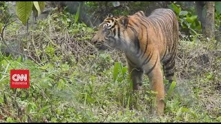 The Snare Of Sumatran Tiger Trade [upl. by Marino460]