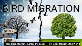 How Birds Navigate Thousands of Miles with NO Maps [upl. by Martica]