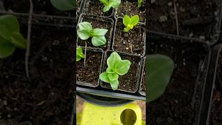 Planting FavaBeans in a windstorm [upl. by Yllod]