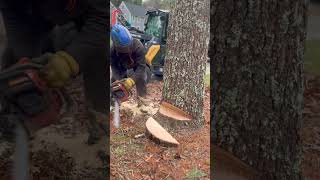 Husqvarna 372XP Droppin a Pine Log [upl. by Pollie]