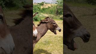 Donkeys nature trending subscribe [upl. by Enia]