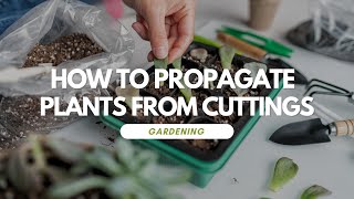 How to Propagate Plants from Cuttings [upl. by Nyltac623]