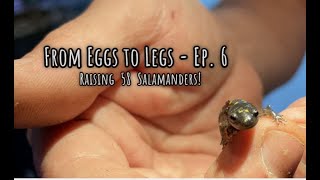 From Eggs to Legs  EP 6  Raising 58 Salamanders [upl. by Yahsram366]