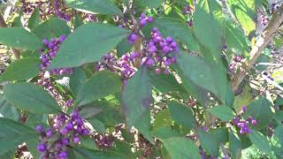 Callicarpa bodinieri var Profusion čes krásnoplodka Bodinierova [upl. by Einohtna]