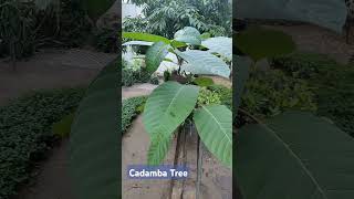 Neolamarckia cadamba with English common names burflowertree laran and Leichhardt pine [upl. by Htomit]