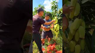 Farmers pick raw mangoes from the tree🥭🥭Chuka mangoyoutubeshorts fruit [upl. by Madora]