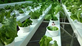 Hydroponics Movable NFT System [upl. by Lunt]