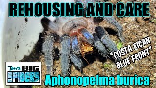 Aphonopelma burica quotCosta Rican Blue Frontquot Rehouse and Care [upl. by Ahsimed]