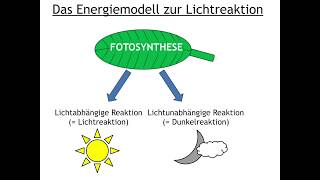 Fotosynthese Energiemodell Lichtreaktion [upl. by Eniamret]