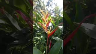 Heliconia 🌸 [upl. by Eckel]