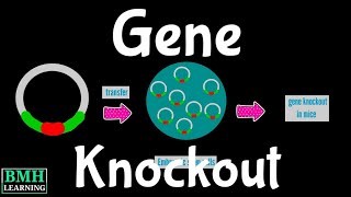 Gene Knockout  Knockout Mice [upl. by Anavlis]