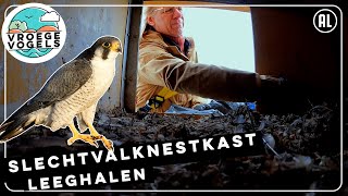 Wat zit er in de slechtvalknestkast  TV  Vroege Vogels [upl. by Trotter]