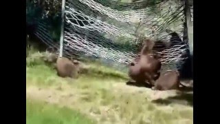 3 Little Bears and Momma Play on a Hammock [upl. by Fridell]