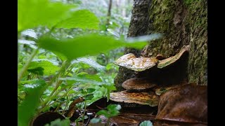 Video Le proprietà miracolose del fungo Ganoderma Reishi [upl. by Cherish]