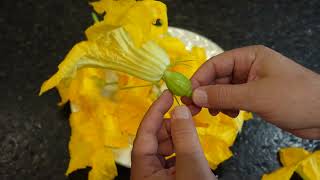 Understanding the Differences in Female and Male Zucchini Squash and Pumpkin Flowers [upl. by Tracie]