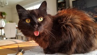 15 Month Rostral Mandibulectomy Update for Asya the Cat [upl. by Molli]