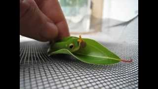 Spicebush Swallowtail Caterpillar Osmeterium Defense Mechanism [upl. by Esinwahs238]