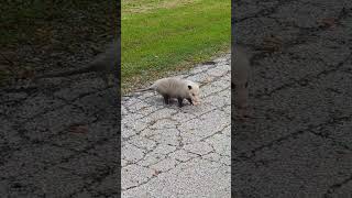 We had a visitor on our morning walk possum [upl. by Ranice553]