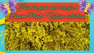 How to grow and care for a Broom Plant Cytisus collections [upl. by Phillada]