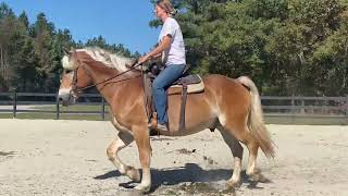 Haflinger gelding riding [upl. by Chong]