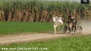 Bull Race Punjab  Bald Daud [upl. by Lottie22]