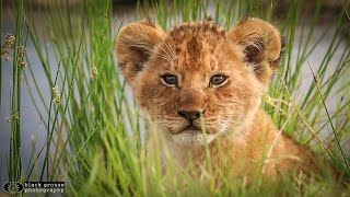 Lion cubs cuddle and play in the Serengeti [upl. by Salvidor736]