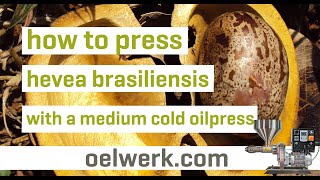 Hevea brasiliensis seed oil pressing with popular medium cold oilpress  made in germany [upl. by Sassan236]