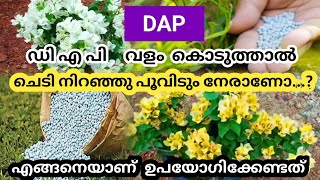 DAP വളം കൊടുത്താൽ ചെടി നിറയെ പൂവിടും നേരാണോ എങ്ങിനെയാണ് ഉപയോഗിക്കേണ്ടത് [upl. by Garris]