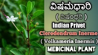 ವಿಷಮಧಾರಿ Clerodendrun Inerme Indian Privet [upl. by Quin]