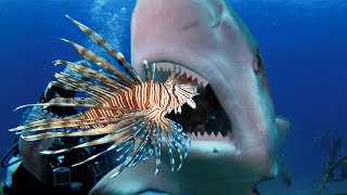 Teaching Sharks and Eels to Attack Invasive Lionfish [upl. by Lomaj437]