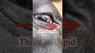 “Rapid repetitive eye movement “nystagmus in cattle [upl. by Filberto868]