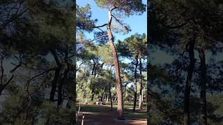 Une petite balade sous cette magnifique Pinède 🌳🌳 nature [upl. by Avner]