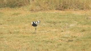 Vanellus spinosus  avefría espinosa  spur winged lapwing [upl. by Onileva]