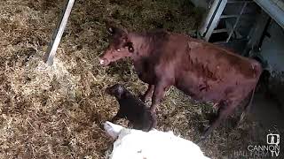 Live cow calving at Cannon Hall Farm [upl. by Tiat]