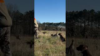 Hunting wirehaired pointing griffon helps flush bobwhite quail wirehairedpointinggriffon [upl. by Ng]