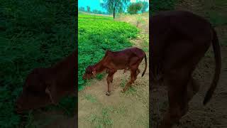 गे य का बछड़ा कितना समझदार है cow animation dance [upl. by Orimlede]