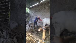 inseminasi buatan pada hewan sapi indukan sapi Brahman [upl. by Timi]