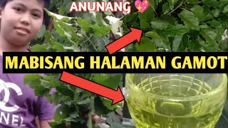 Mabisang Halamang Gamot sa Binat Baghat Ubo tonsil at sa bagong panganak [upl. by Xenia]