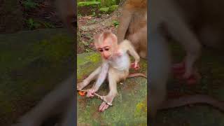 Cuteness overload baby Robin moneky cuteshorts shortvideo [upl. by Dorsey]