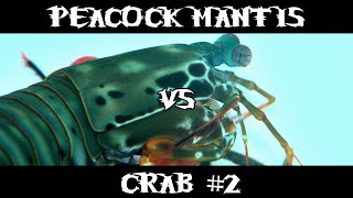 Peacock Mantis Shrimp VS Crab 2 [upl. by Yhtrod926]