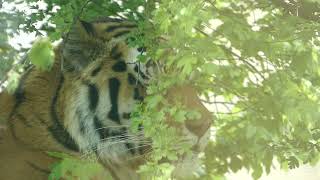 Sibirischer Tiger Amurtiger Tiergarten Zoo Schönbrunn I Die Größte Katze der Welt [upl. by Budd242]