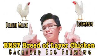 Breed of Layer Chicken  Dekalb White x Lohmann  Backyard Egg Farming  RTL [upl. by Atiuqam]