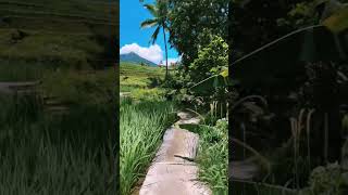 Walking through Jatiluwih Rice Terraces in Bali  INDONESIEN 🇮🇩 [upl. by Sung]