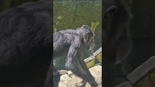 ChimpanzeePan troglodytesTaipei Zoo [upl. by Kinnard275]