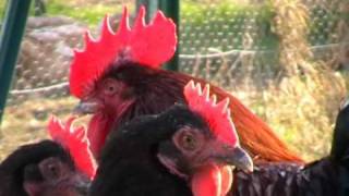 Poule de race  Marans [upl. by Stromberg164]