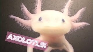 Axolotls irl Axolotl axolotl [upl. by Rutan957]