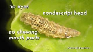 Identifying Syrphid Fly Larvae [upl. by Anitselec]