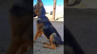 GSd puppy Barking first time trend doglover germanshepperd musicremix trend youtube 1million [upl. by Sergo]