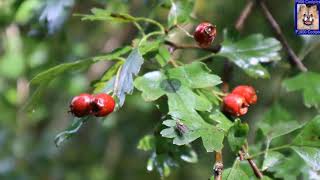 Hawthorn And Making Hawthorn Berry Tincture Syrup and Ketchup 🌿 [upl. by Llain]