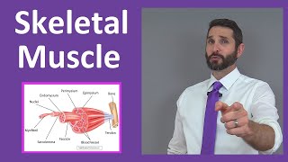 Skeletal Muscle Tissue Contraction Sarcomere Myofibril Anatomy Myology [upl. by Adlesirc663]